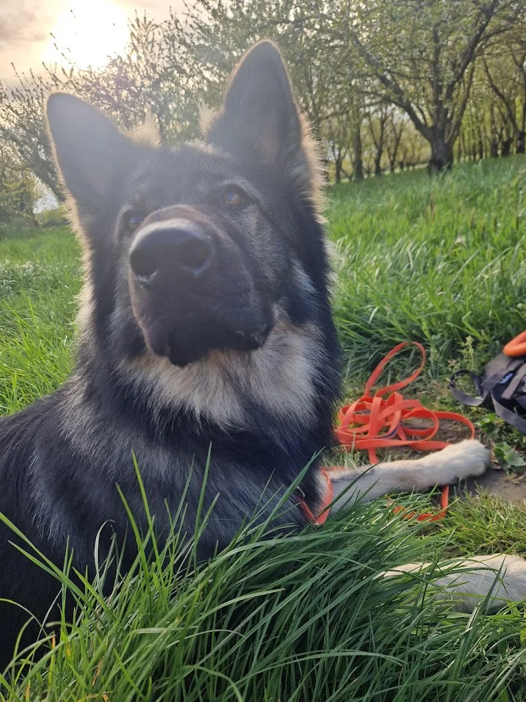 Positiv'Dog 13 - photo 2