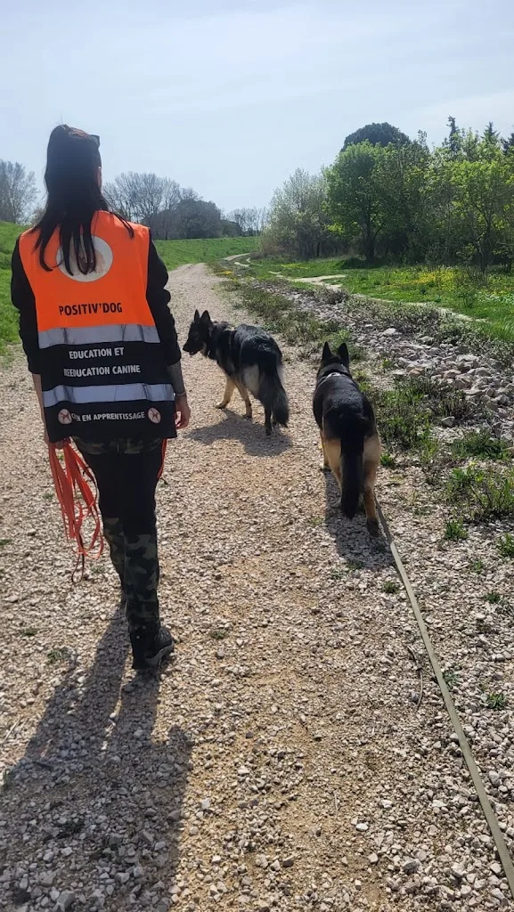 Positiv'Dog 13 - photo 3