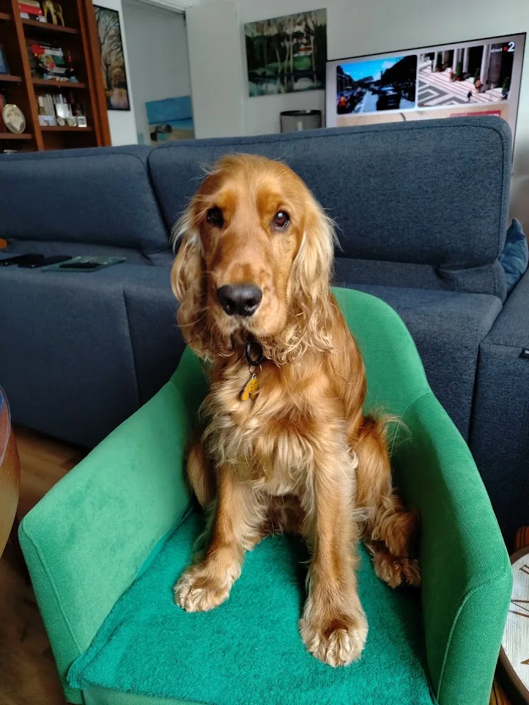 RAMA - Éducation & Services Canins - photo 5