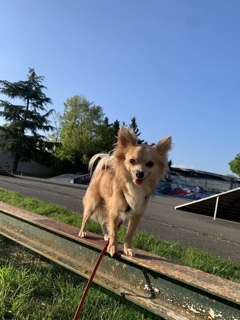 'M Dog - éducateur canin Toulouse - photo 2