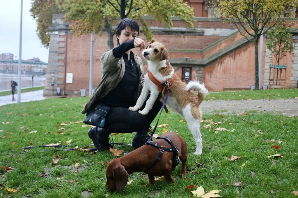 'M Dog - éducateur canin Toulouse - photo 4