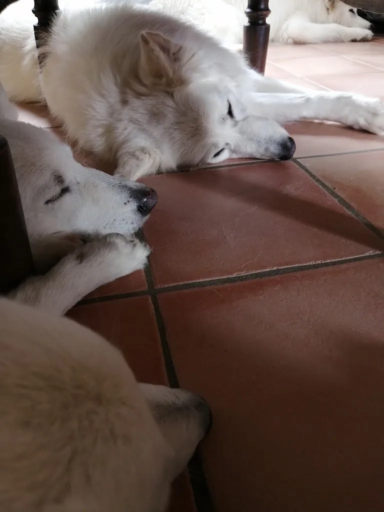 Dream's Dog - photo 3