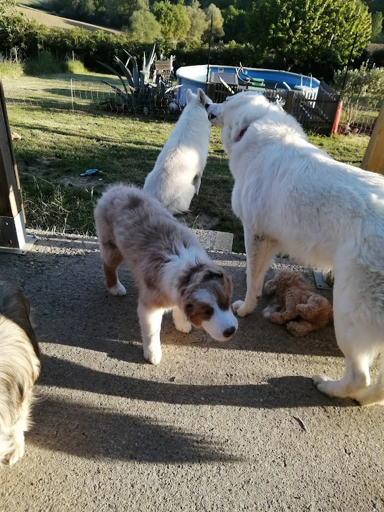 Dream's Dog - photo 4