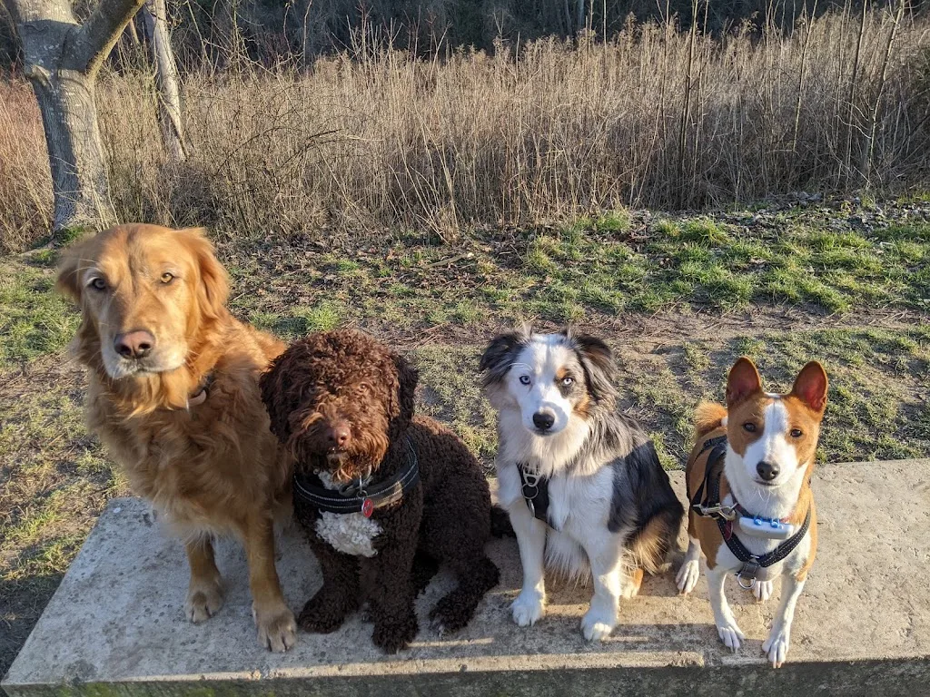 Happy Dogs and You - photo 1