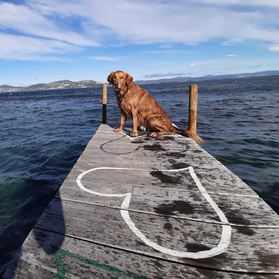 Happy Dogs and You - photo 4