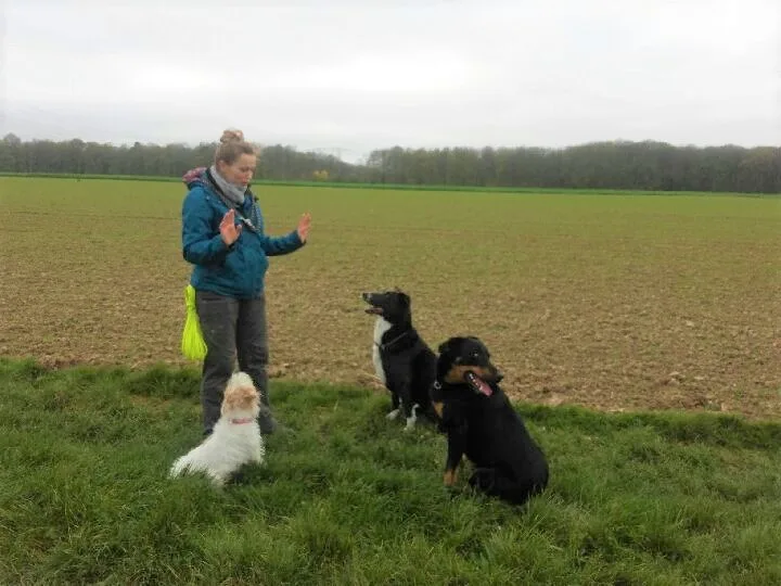 Happy Dogs and You - photo 5