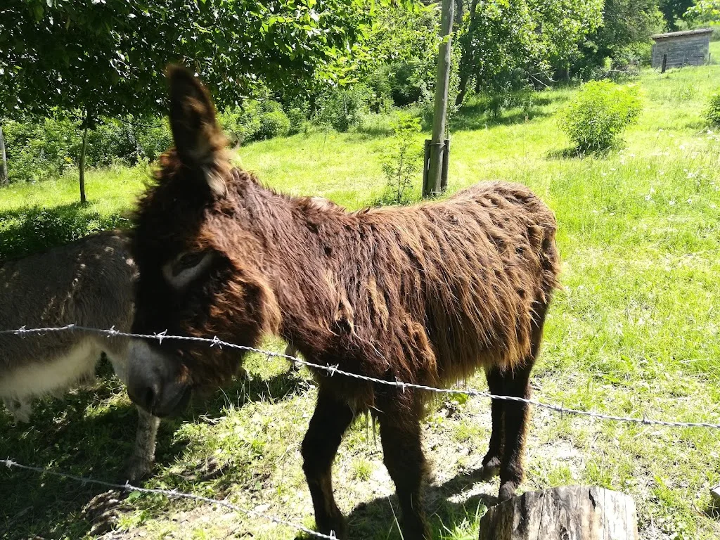 Zou.Loups - photo 2