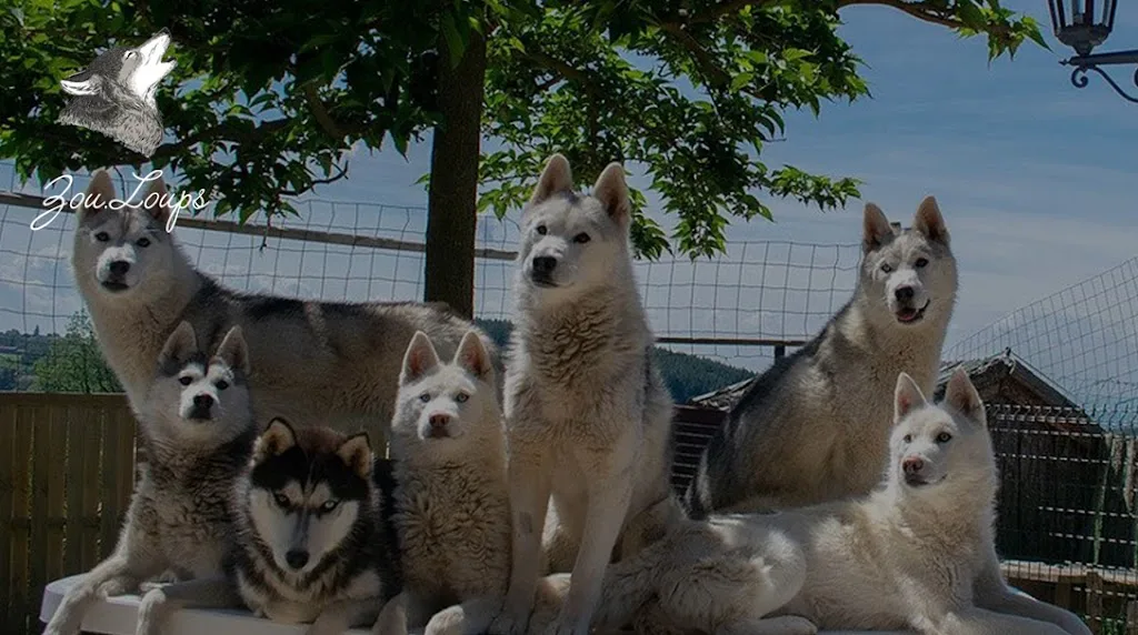 Zou.Loups - photo 4