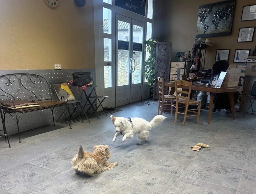 Yelsy Dog & Yelsy Dog Academy