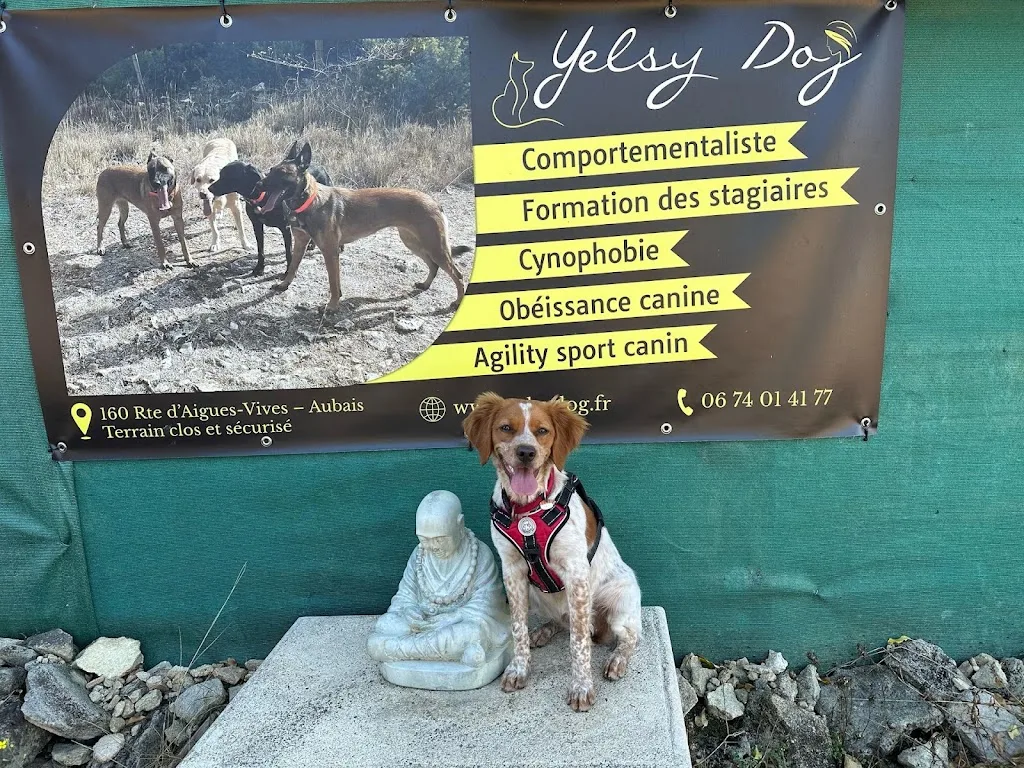 Yelsy Dog & Yelsy Dog Academy - photo 3