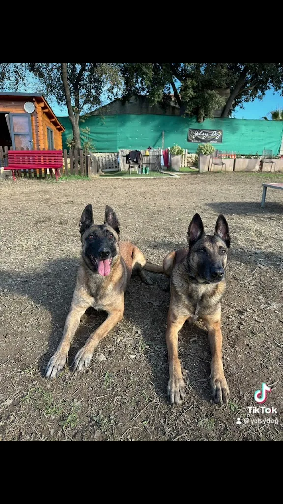 Yelsy Dog & Yelsy Dog Academy - photo 4