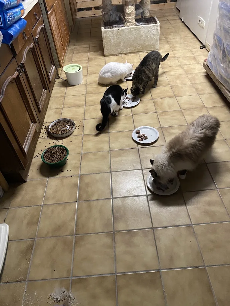 ANIHELP Pet Sitter & promeneuse de chiens - photo 2