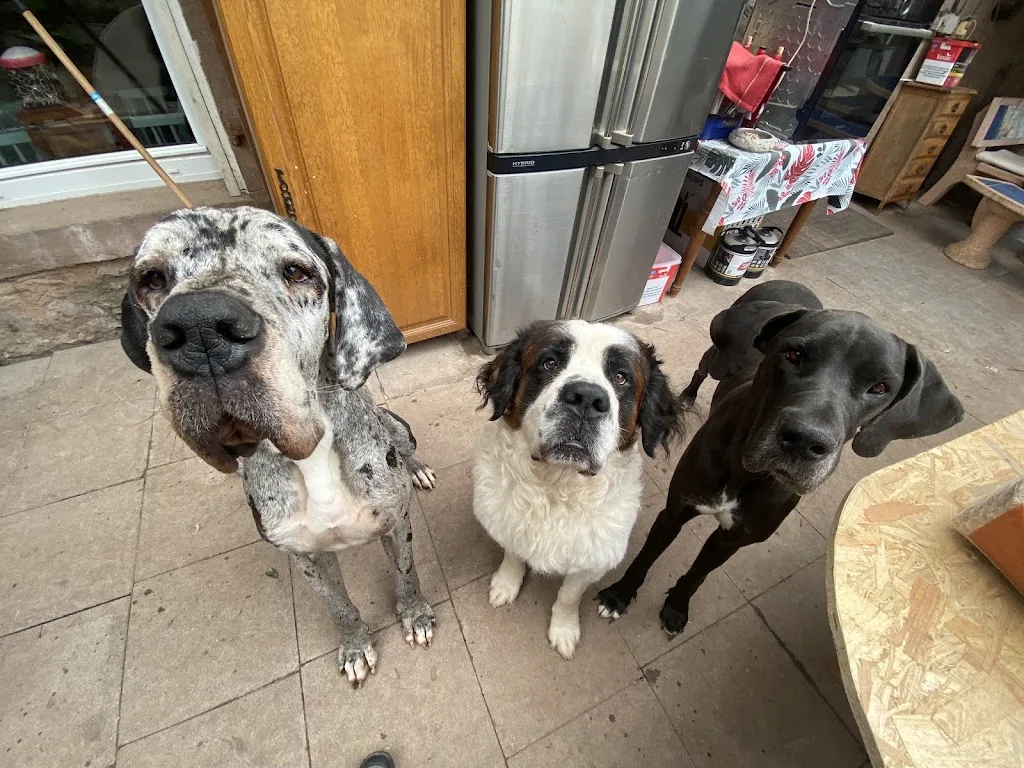 ANIHELP Pet Sitter & promeneuse de chiens - photo 3