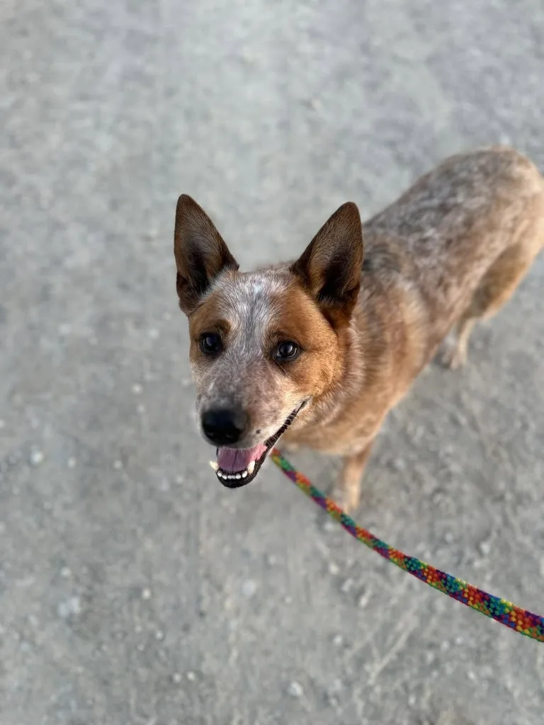 ANIHELP Pet Sitter & promeneuse de chiens - photo 4