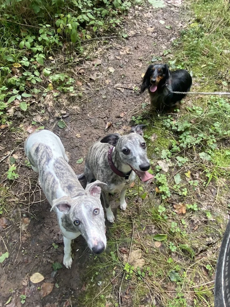 ANIHELP Pet Sitter & promeneuse de chiens - photo 5