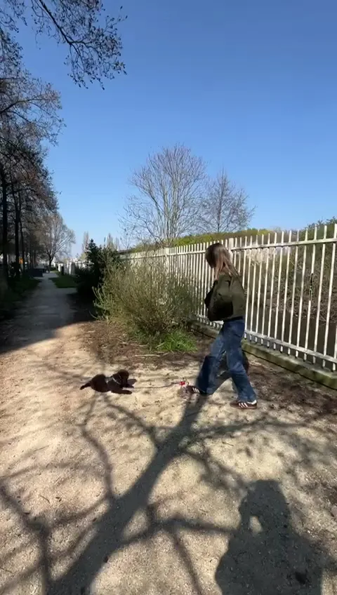 Mash Puppies - Éducateur canin / Promenades de chiens - photo 5