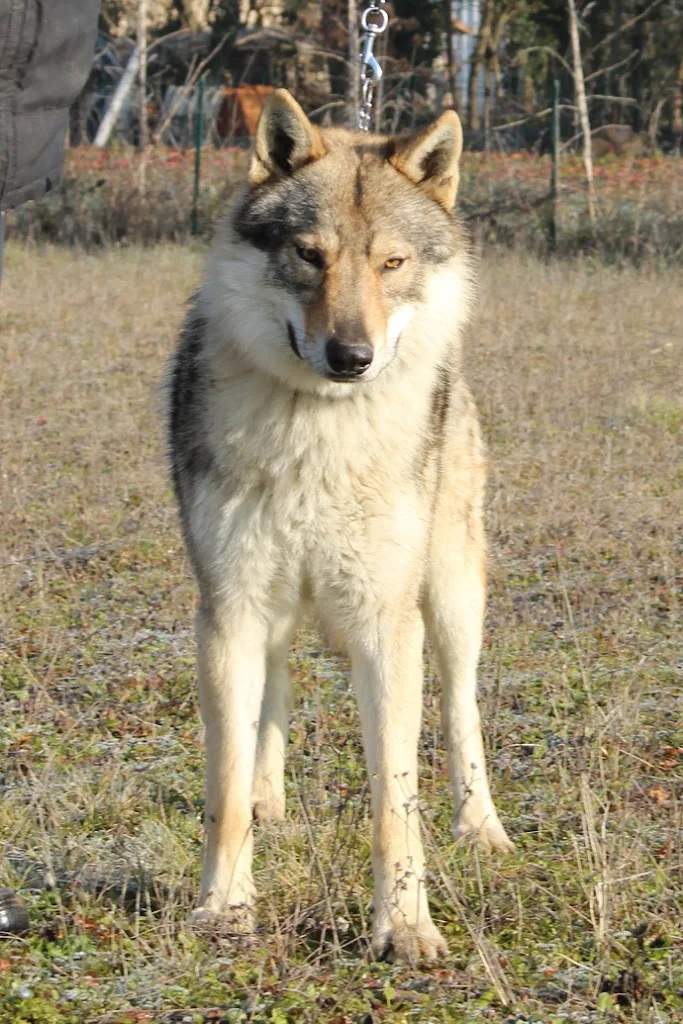 Elevage canin CDSC - photo 3