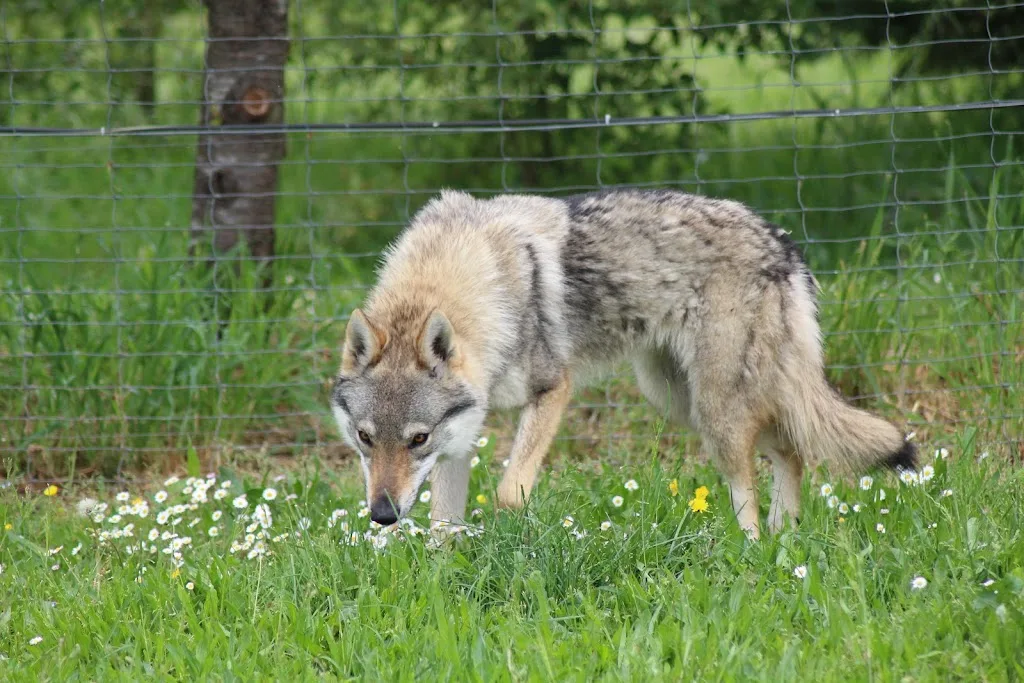 Elevage canin CDSC - photo 4