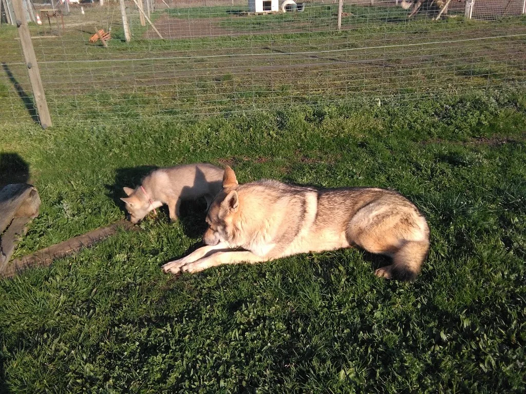 Elevage canin CDSC - photo 5