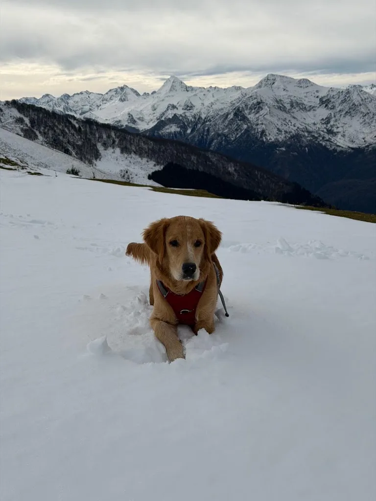 Cani Up ! - Éducateur Canin et Comportementaliste - Spécialiste du Chiot - à Tarbes, Lourdes et ses alentours (65) - photo 2