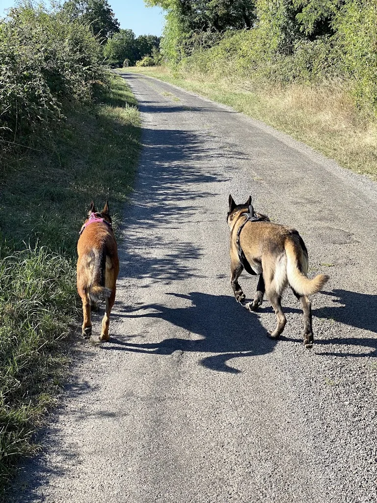 ChrisDog86 - Educateur canin Bayonne - photo 2