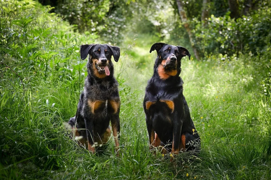 Educarmonie - Chiens - photo 1
