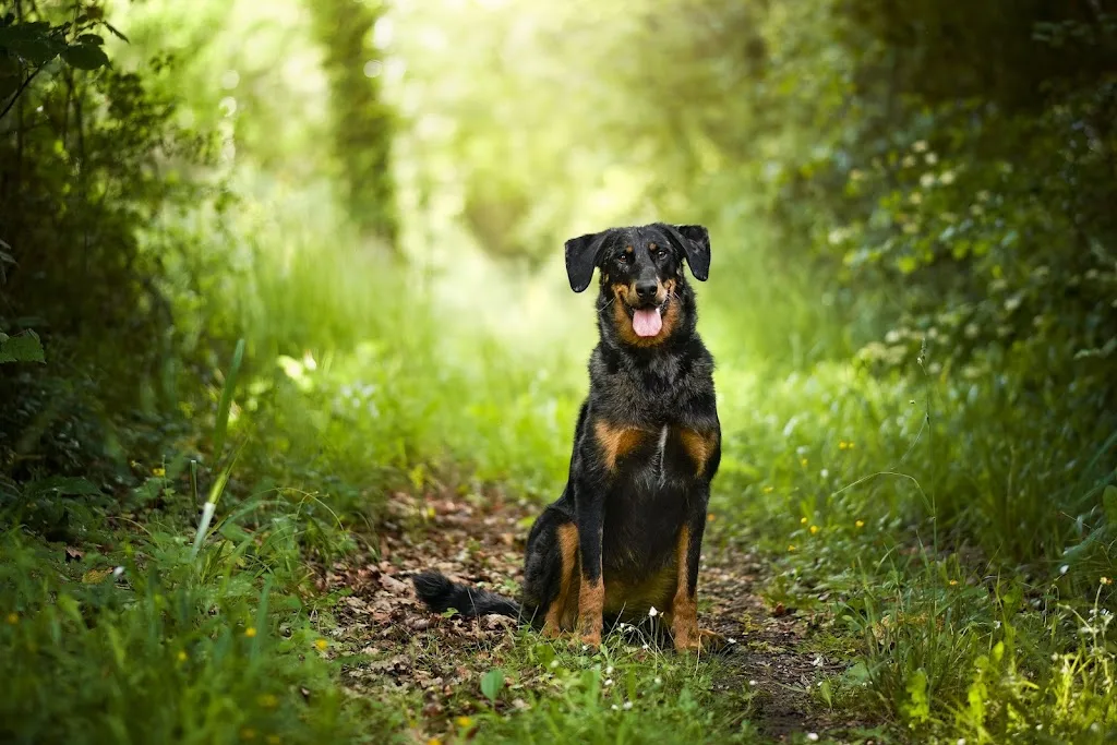 Educarmonie - Chiens - photo 4