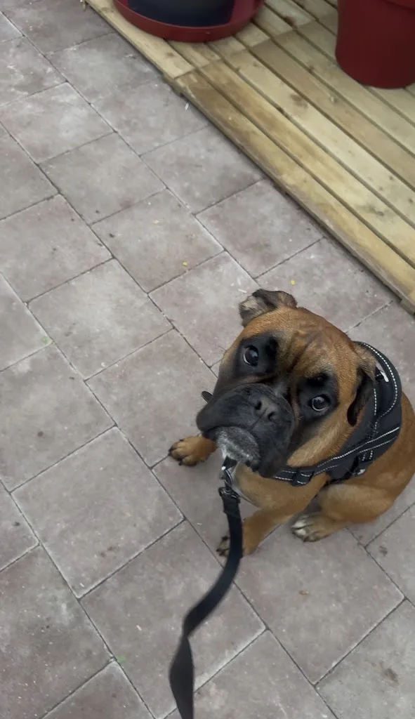 Pedadog by anne flo Educateur canin Calais - photo 1