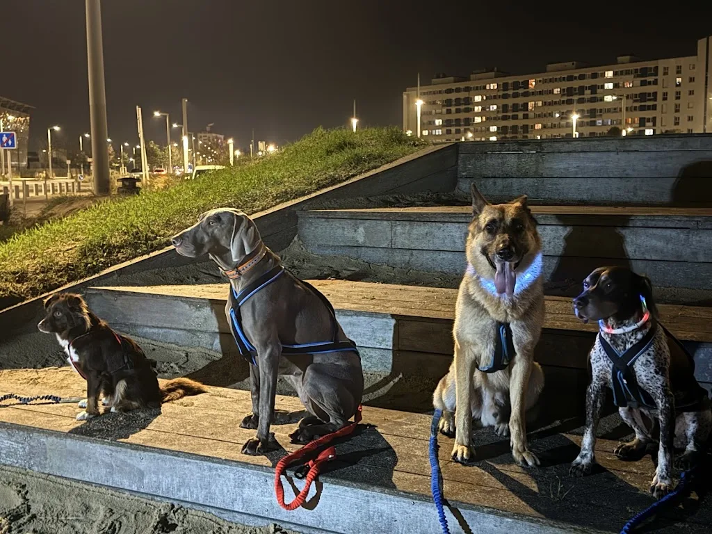 Pedadog by anne flo Educateur canin Calais - photo 2