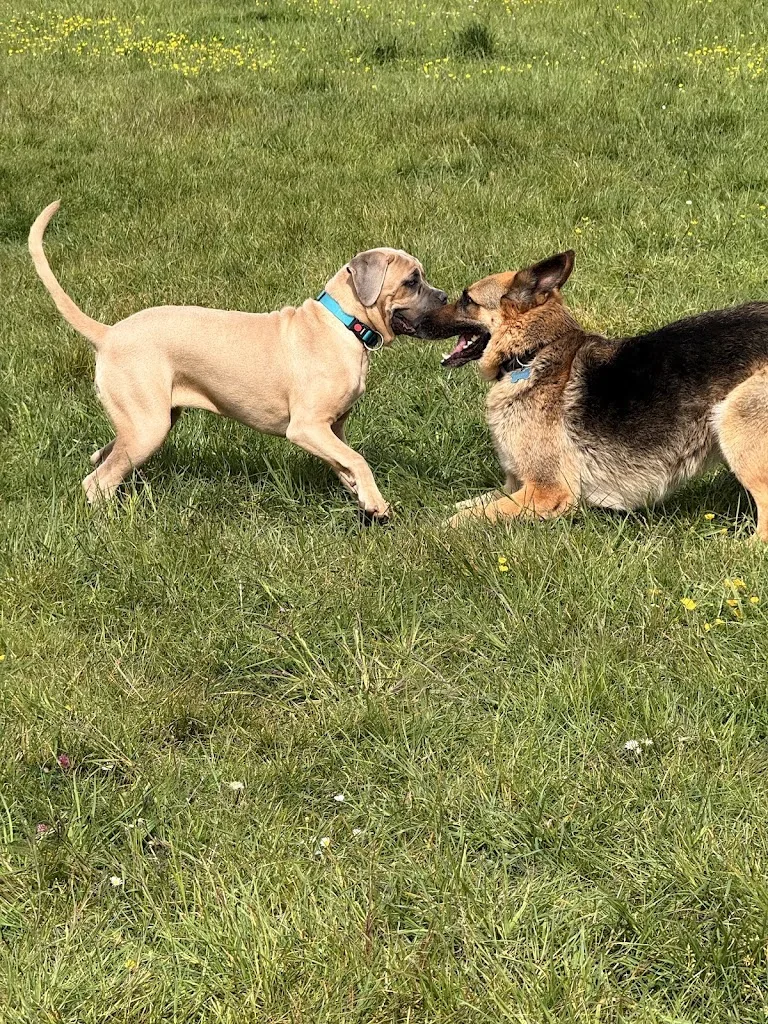 Pedadog by anne flo Educateur canin Calais - photo 3