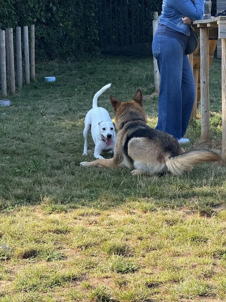 Pedadog by anne flo Educateur canin Calais - photo 5