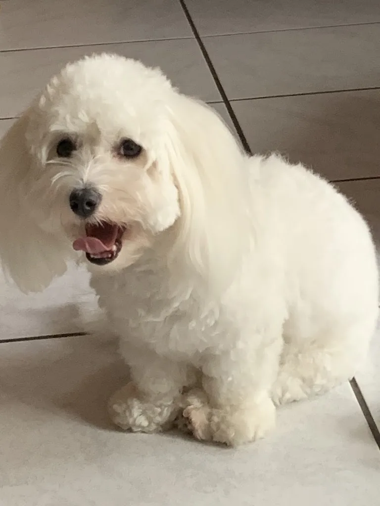 Check Dog - photo 1