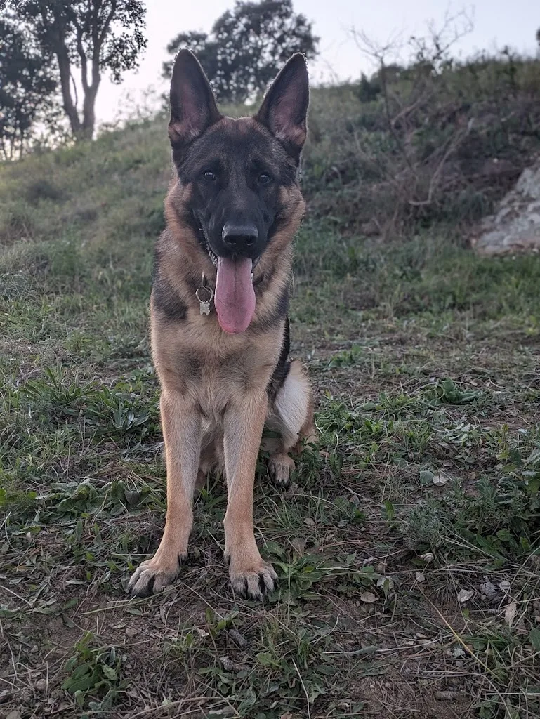 Check Dog - photo 3