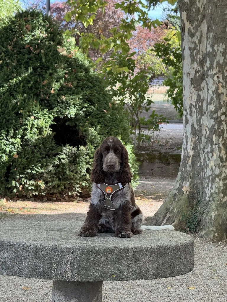 Check Dog - photo 4