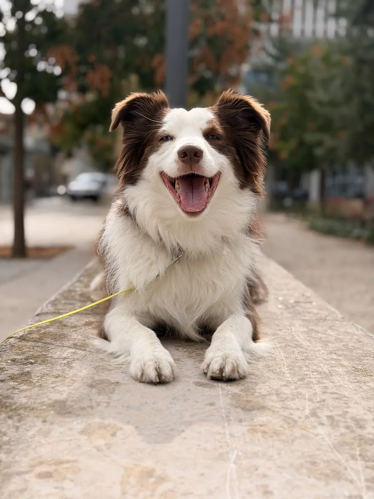 Check Dog - photo 5