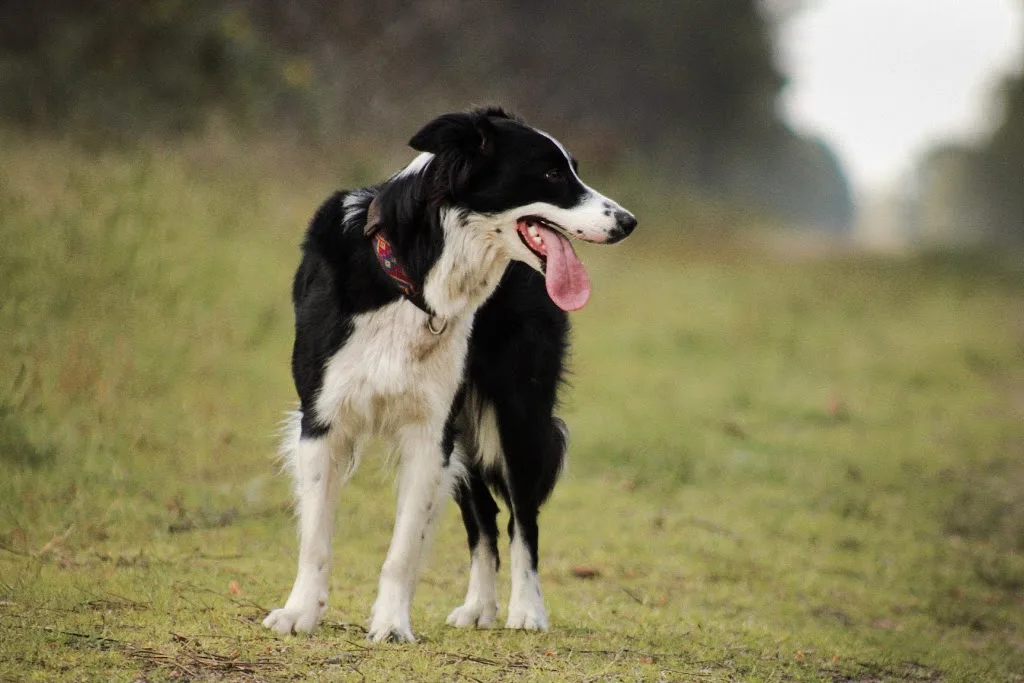 Pensez Chien - Clémentine Duguer - photo 2
