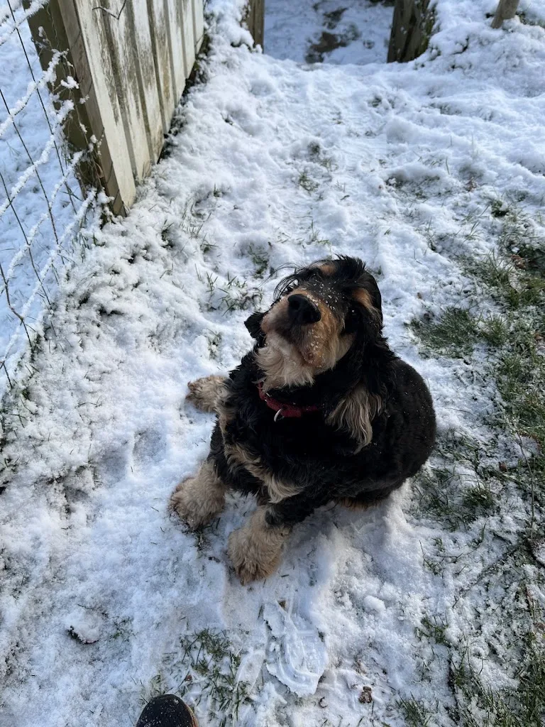 Pensez Chien - Clémentine Duguer - photo 3