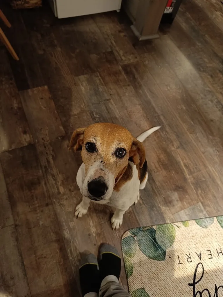 Liberty Dog - Éducateur Comportementaliste canin à domicile - Pet sitting - Pension familiale (49)