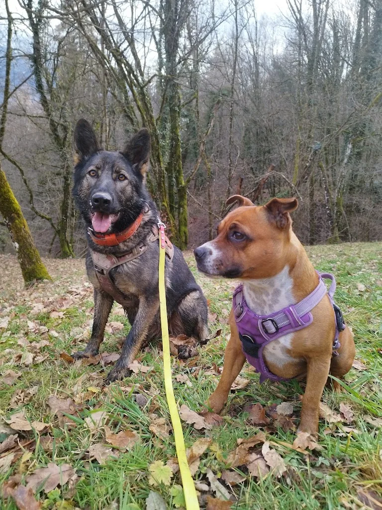 Canis Propice - photo 4