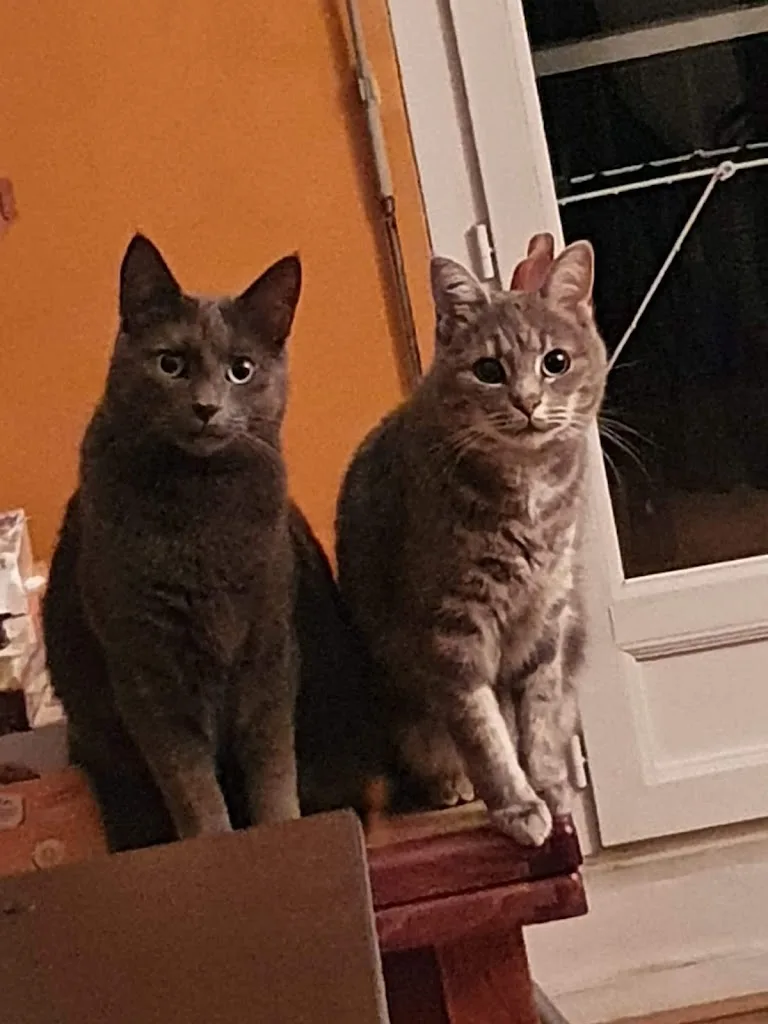 À VOS PATTES - photo 1