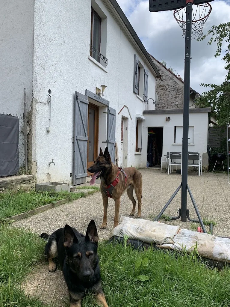 Jérémy Dog Coach - photo 2