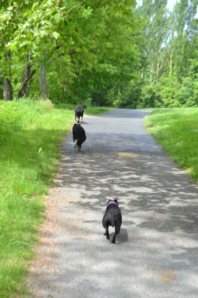 OZO Education Canine - photo 1