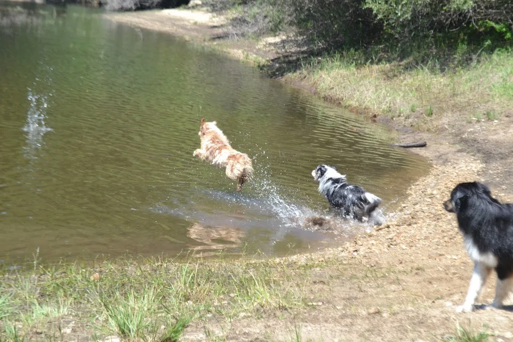 OZO Education Canine - photo 4