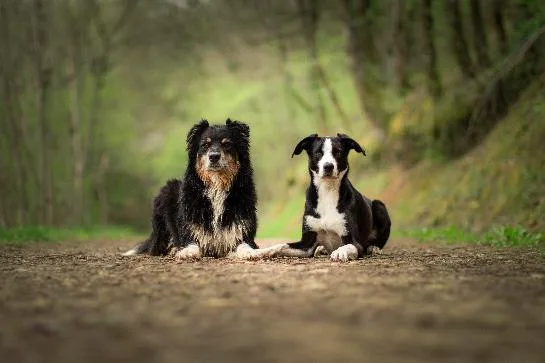 OZO Education Canine - photo 5