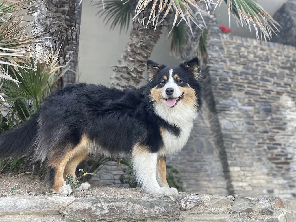 Mon Chien Mon Humain - photo 4