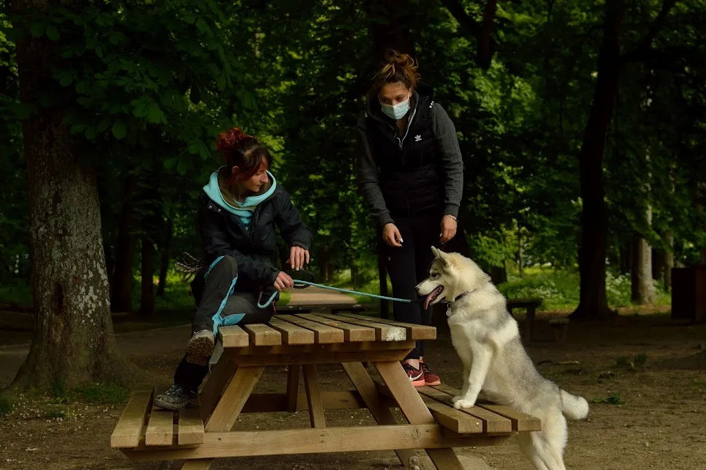 Educateur canin Comprendre son chien - photo 1