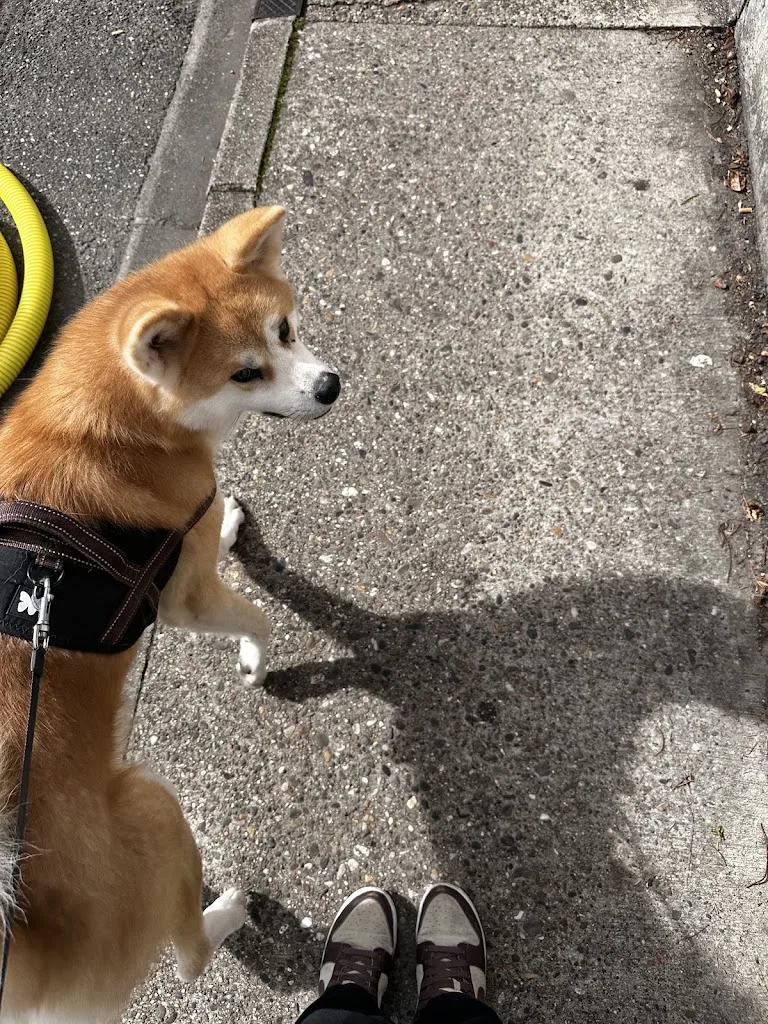 Educateur canin Comprendre son chien - photo 3