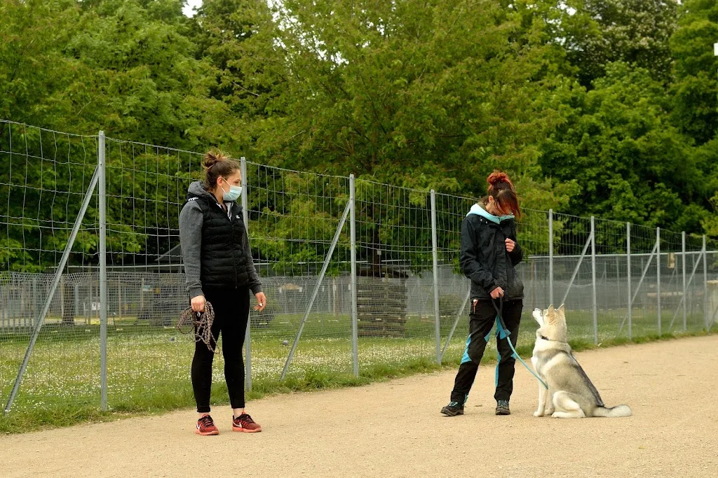 Educateur canin Comprendre son chien - photo 4