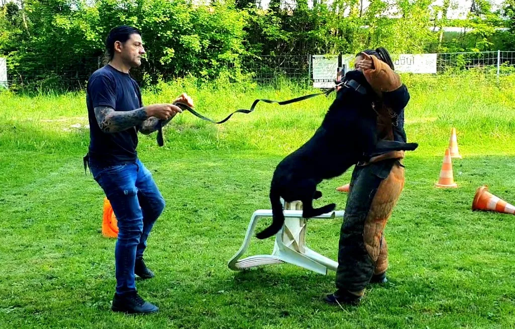LES ANGES CANINS - photo 2
