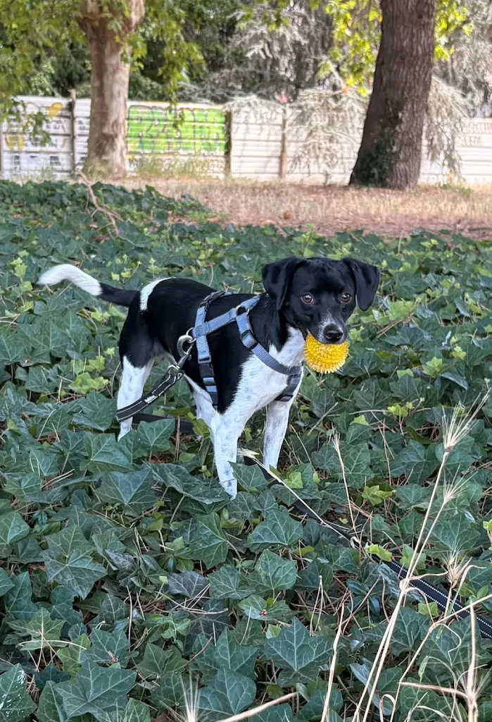 ARCANIS - Camille Proust, éducateur comportementaliste canin - photo 2